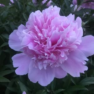 Meet your Posher, Liv